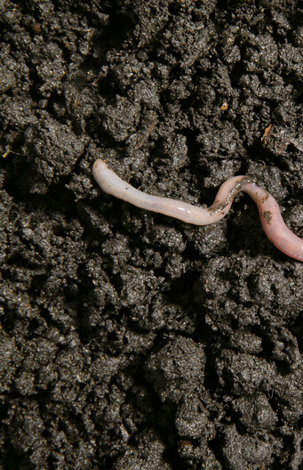 Een regenworm