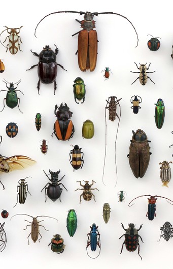 Wat is het geheim van zoveel soorten insecten?