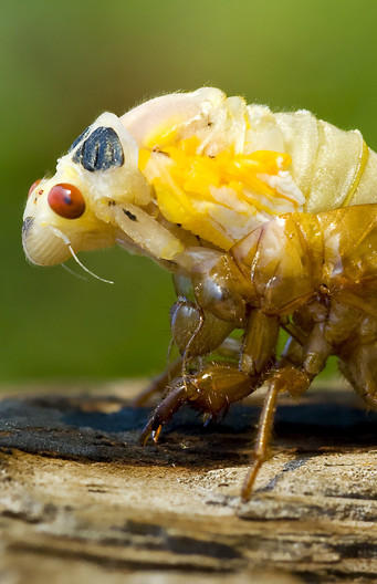 Cicada - nymph
