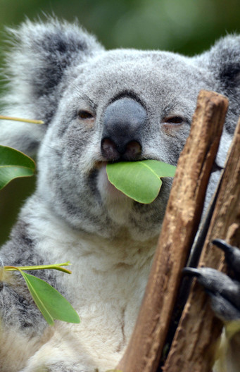 Een koala