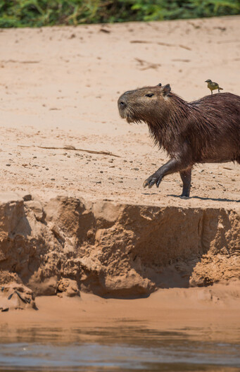 Een capibara met zijn vrienden