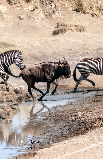 Gnoes en zebra’s zijn allebei hoefdieren, net als bijna alle andere grote planteneters.