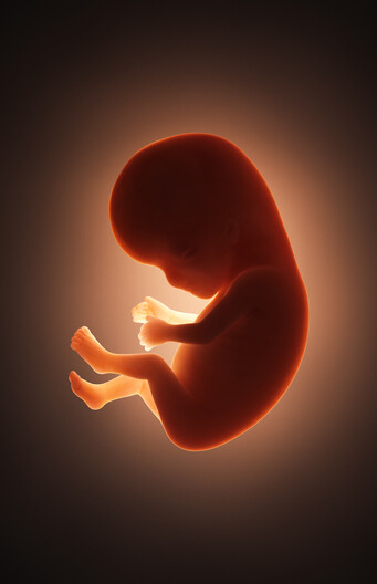Een embryo
