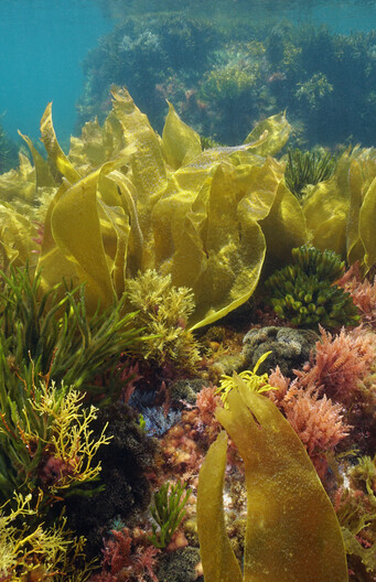 Groene algen in de zee