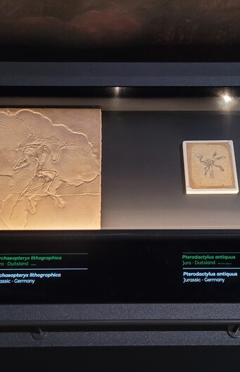 Archaeopteryx in zaal dinotijd