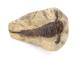 Een zeeschorpioen uit de collectie van Naturalis. Je kunt zien dat de poten peddelvormig waren; goed om mee te zwemmen.