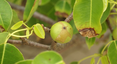 Manzanillaboom met appel