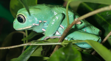 Wasachtige apenkikker Phyllomedusa sauvagii