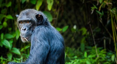 De chimpansee is sterk verwant aan de mens