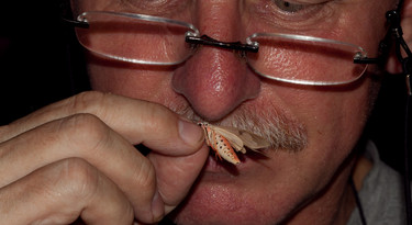 Entomoloog Rob de Vos ruikt aan een koeskoesmot