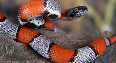 Koningsslang 2 (Lampropeltis alterna)