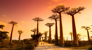 Madagascar Baobab