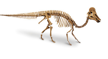 Hadrosaurus skelet