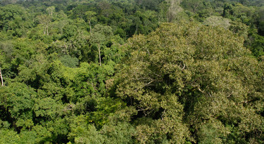 Het dichte bladerdak van de Amazone