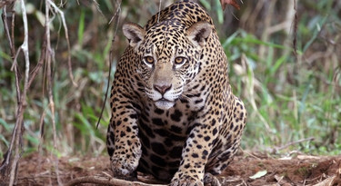 Jaguar op jacht