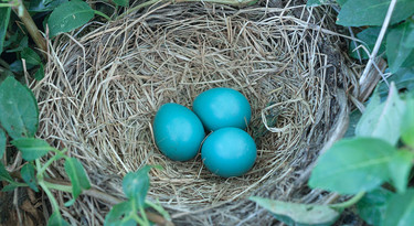 Turdus migratorius