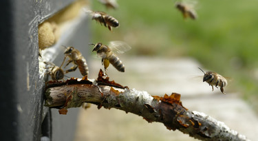 Honingbijen bij nestkast