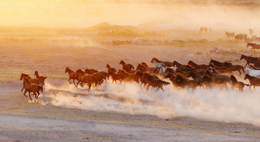 Rennende paarden