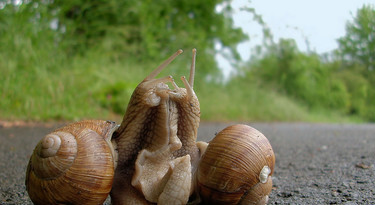 Coverafbeelding voortplanten: doe je het samen of alleen