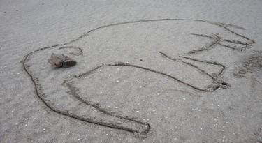 Mammoetkies gevonden op het strand.