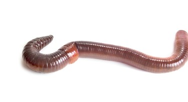 Regenworm (Lumbricus terrestris) 