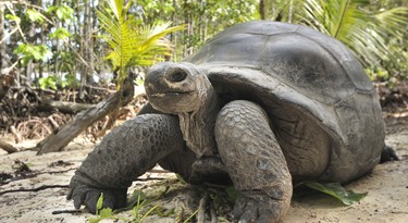 Aldabra reuzenschildpad 
