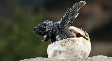 Baby schildpad kruipt uit zijn ei
