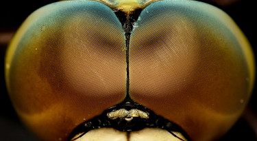 De facetogen van een libelle
