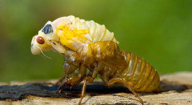 Cicada - nymph