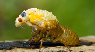 Coloradokever larve (Leptinotarsa decemlineata) | Natuurwijzer
