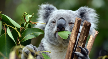 Een koala