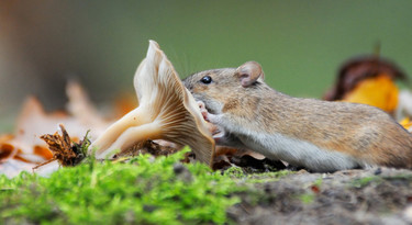 Een muis die een paddenstoel opeet.