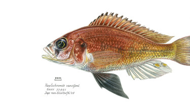 Haplochromis vanoijeni holotype Naturalis