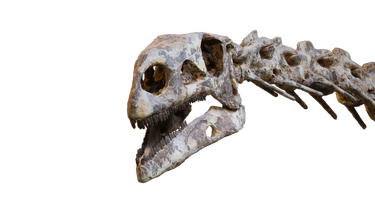 Kop van Plateosaurus.