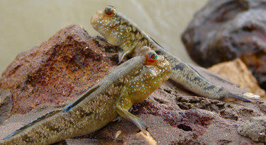 Gambian mudskippers