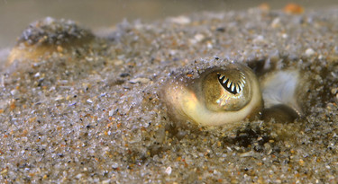 Het oog van een stekelrog, met een u-vormige pupil.