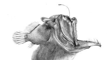 Een hengelvis uit de diepzee (vrouwtje)