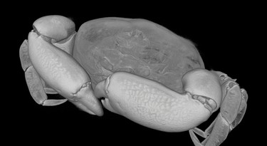 3D-scan van een Nederlands erwtenkrabbetje.