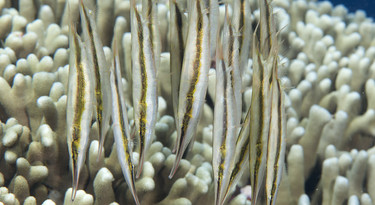 scheermesvissen boven koraal.