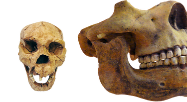 Homo heidelbergensis gebit