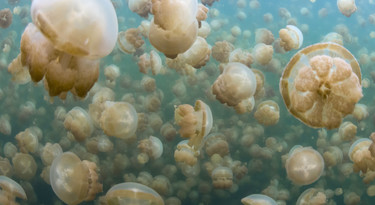 Miljoenen kwallen in JellyFish Lake