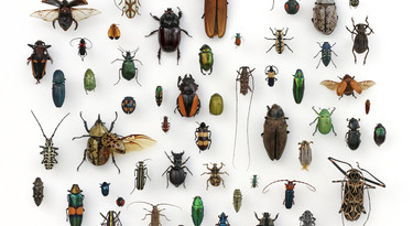 Waarom zijn er zoveel soorten insecten?