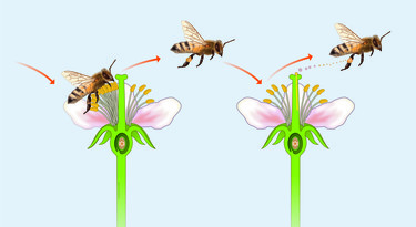 Planten staan ver uit elkaar en kunnen stuifmeel niet zelf naar een andere bloem krijgen. Bijen helpen door de afstand te overbruggen.