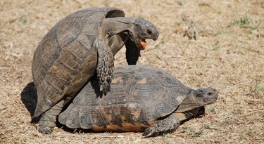 Twee landschildpadden die seks hebben met elkaar