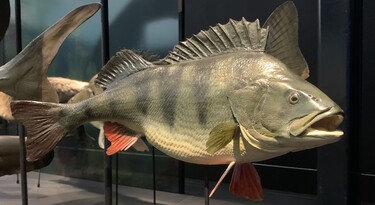 Model van een grote vis in het museum van Naturalis