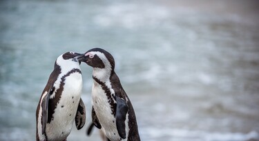 Twee verliefde zwartvoet pinguïns
