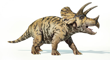 Triceratops 3D