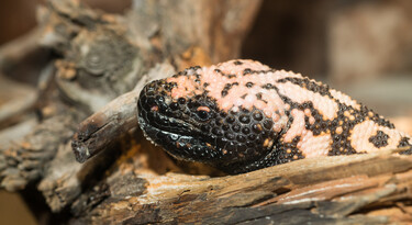 Gilamonster