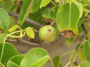 Manzanillaboom met appel