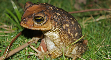 Druppelpad, Spotted toad